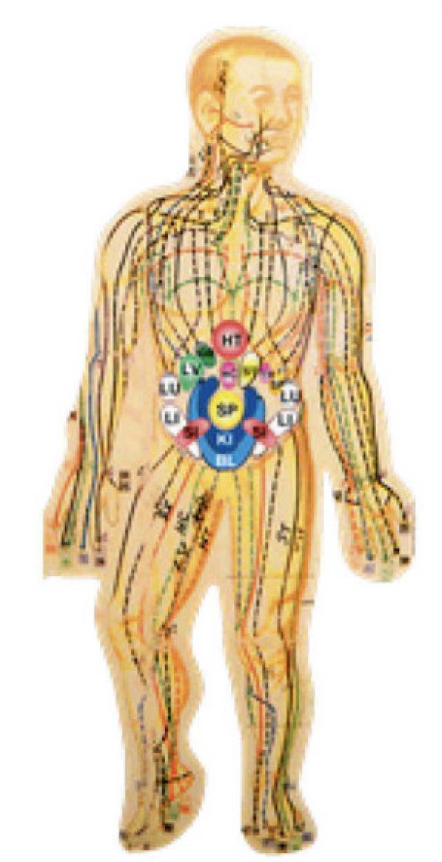 Chi Nei Tsang<sup>®</sup> I - Organ Detox