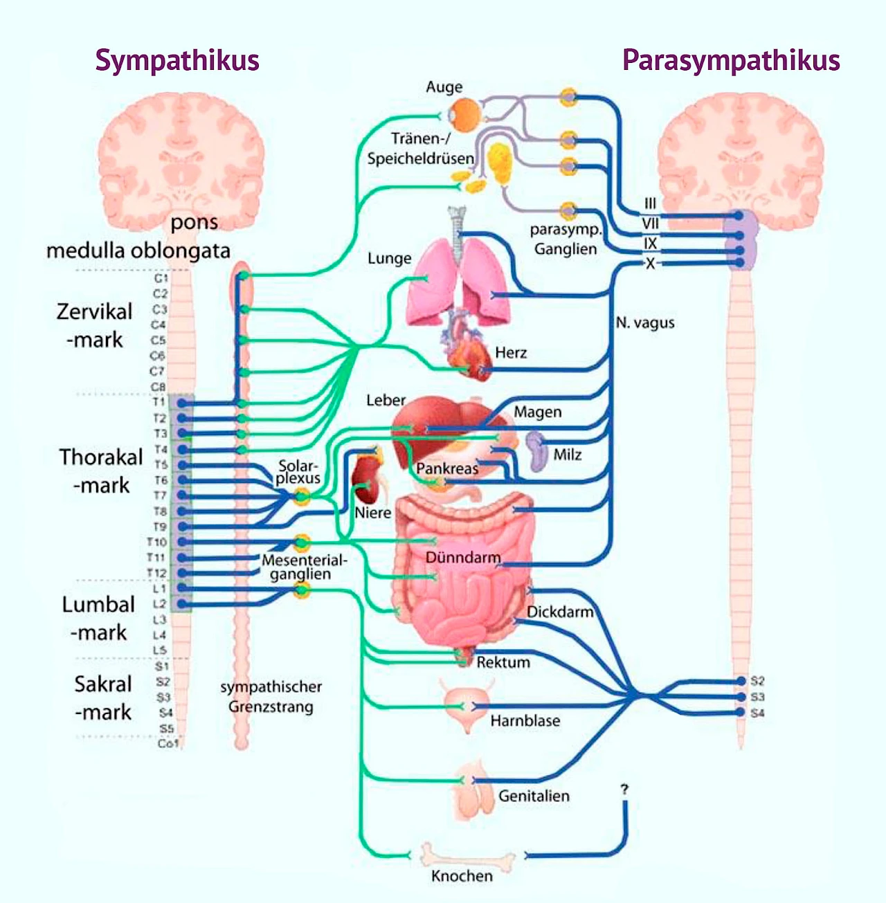 Die Augen lenken das Chi