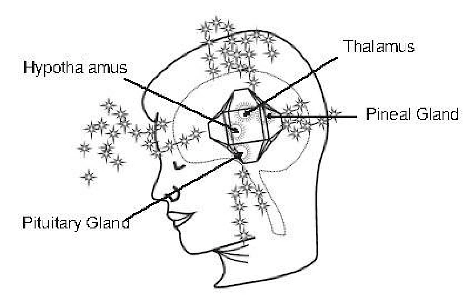 Die innere Alchemie des Gehirns