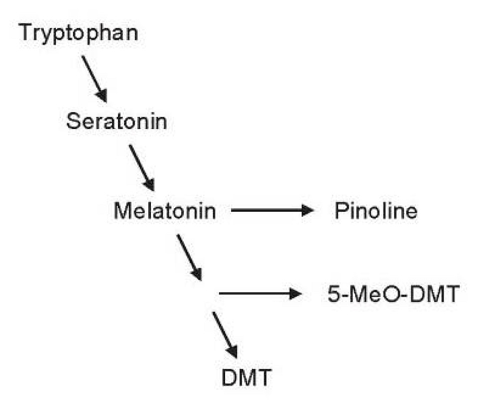 Consciousness and the Neuroendocrine System
